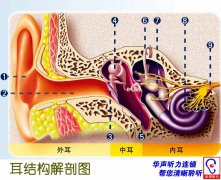 耳朵结构解剖图！耳朵的内部结构是什么样的？
